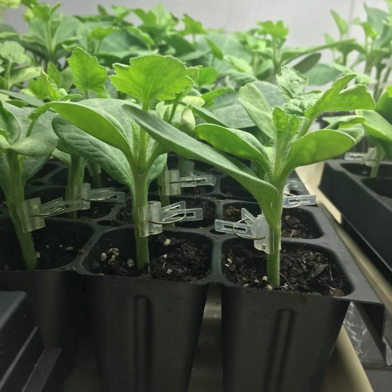 Сельскохозяйственная пластиковая продукция по удивительной цене, полипропиленовая наземная крышка, литье, арбуз, помидоры, огурец, дыня