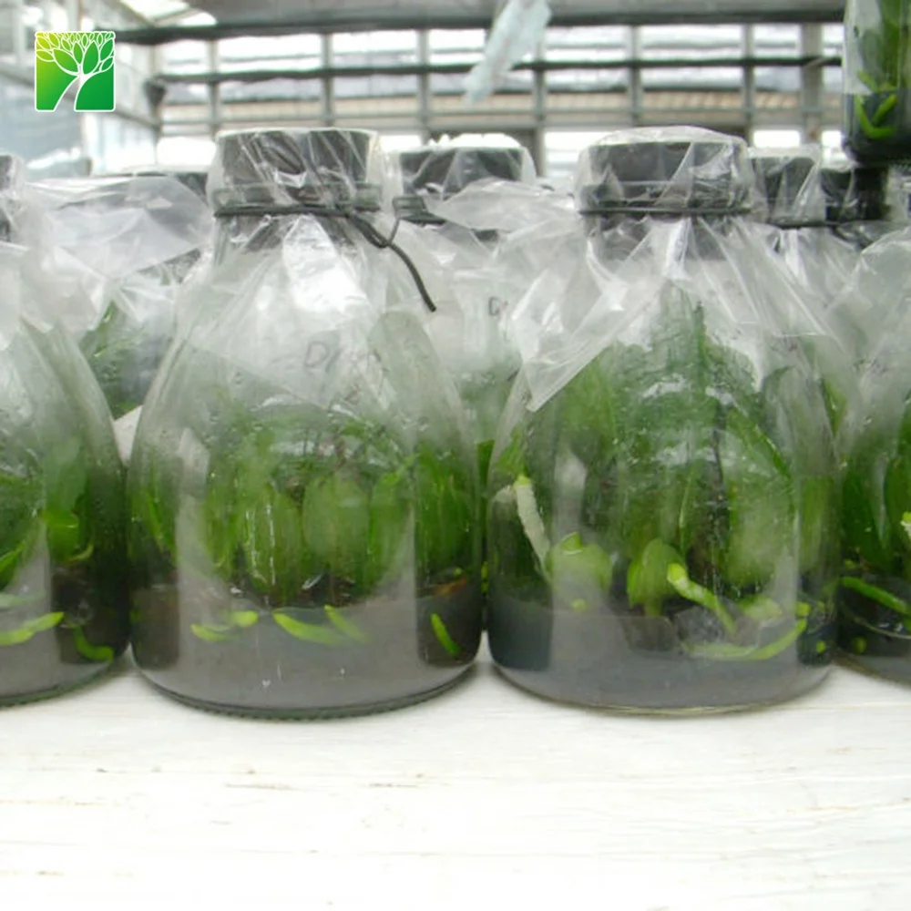 Multi colored live taiwan phalaenopsis flask orchid seedlings plant for sale