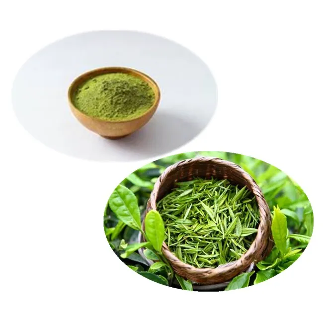 100% Organic Green Tea Extract Powder 20%~98% L-theanine Green Tea Polyphenols HPLC