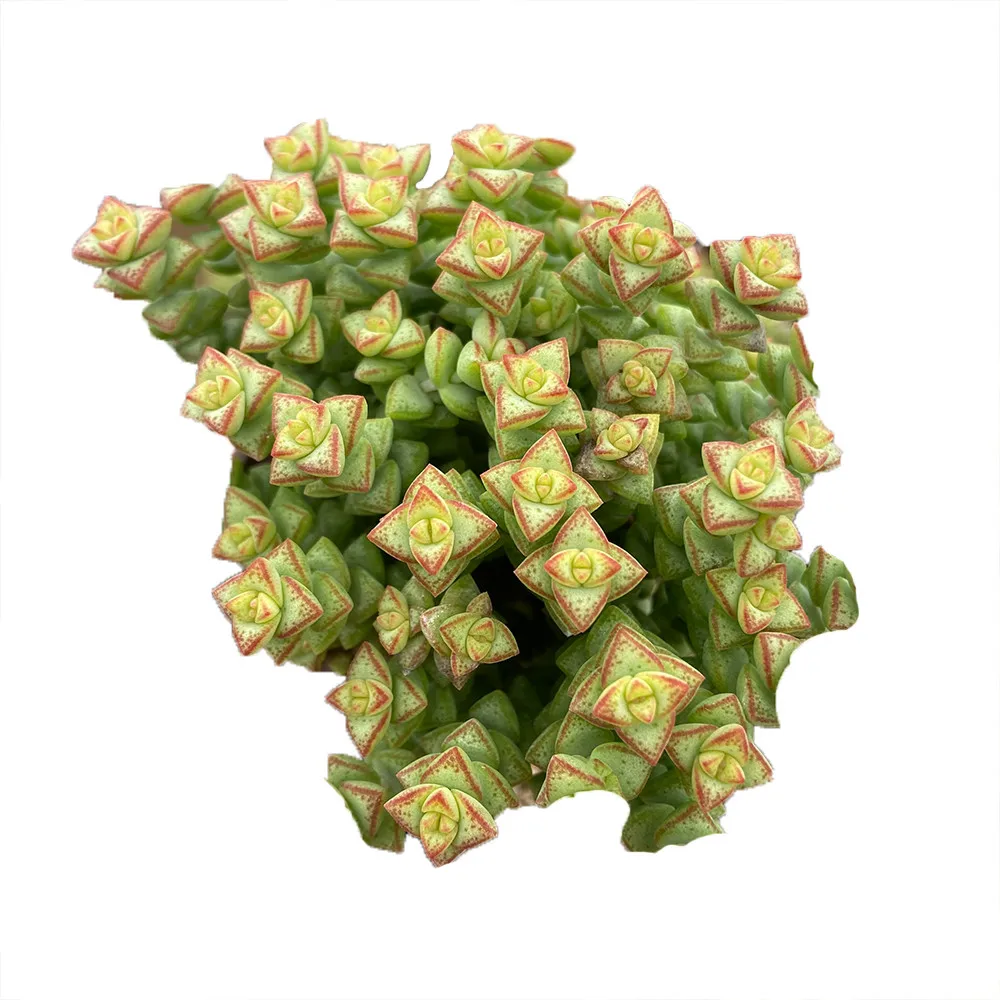 Factory Price About7cm Greenish Yellow Living Plants Succulent Plants Natural for Indoor Outdoor Bonsai Plants