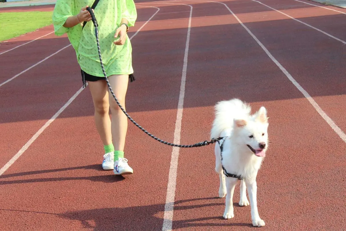 Изготовленный на заказ высококачественный собачий жгут роскошный Pechera Para Perro двусторонний поводок для собак Светоотражающий