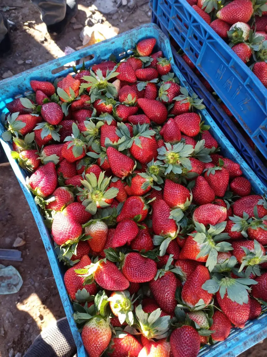 Wholesale agriculture fresh sweet tomatoes for sale market price