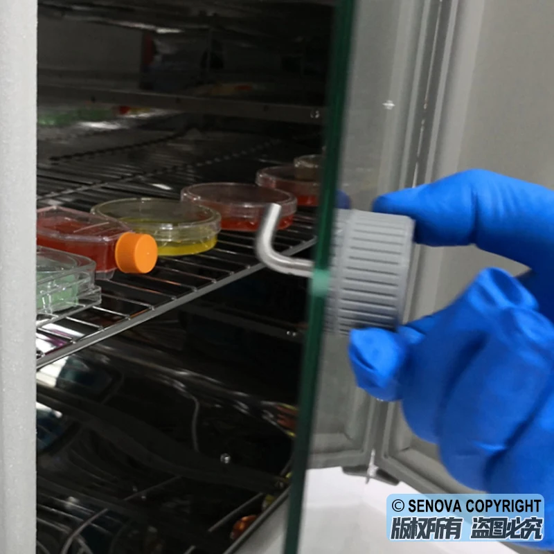 Refrigerated Cooled Thermostatic Biochemistry BOD Cooling Incubator for Lab