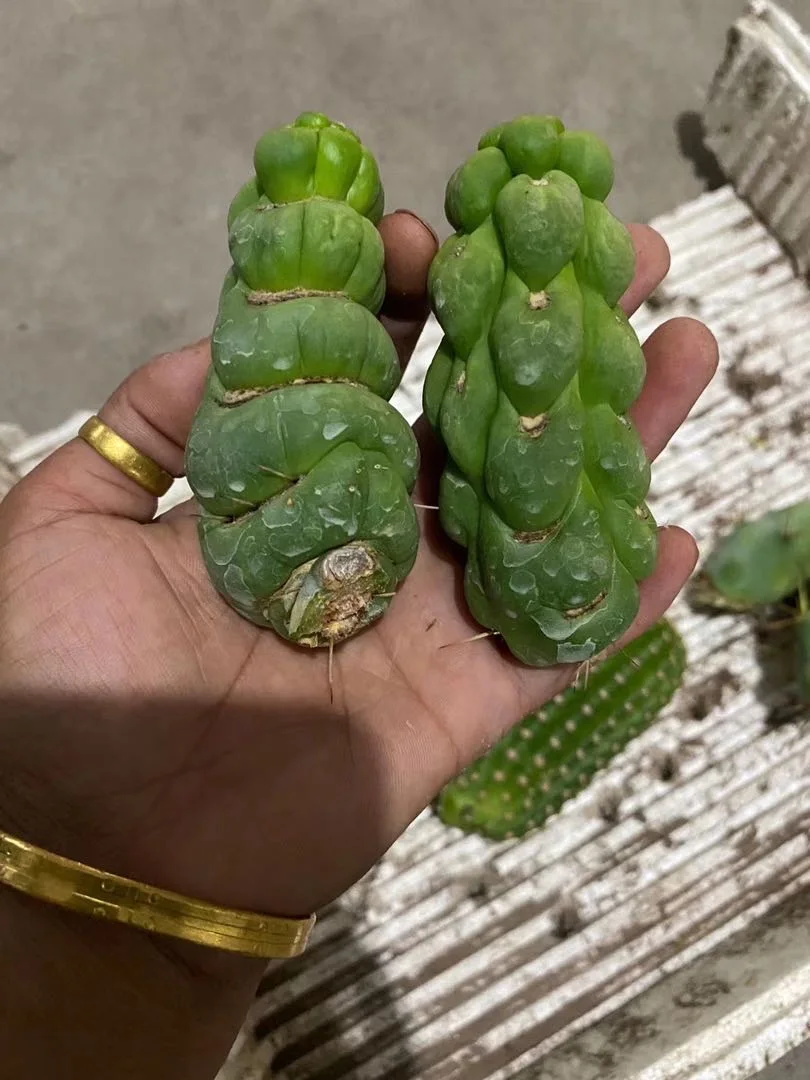 Wholesale live bead plant prickly pear