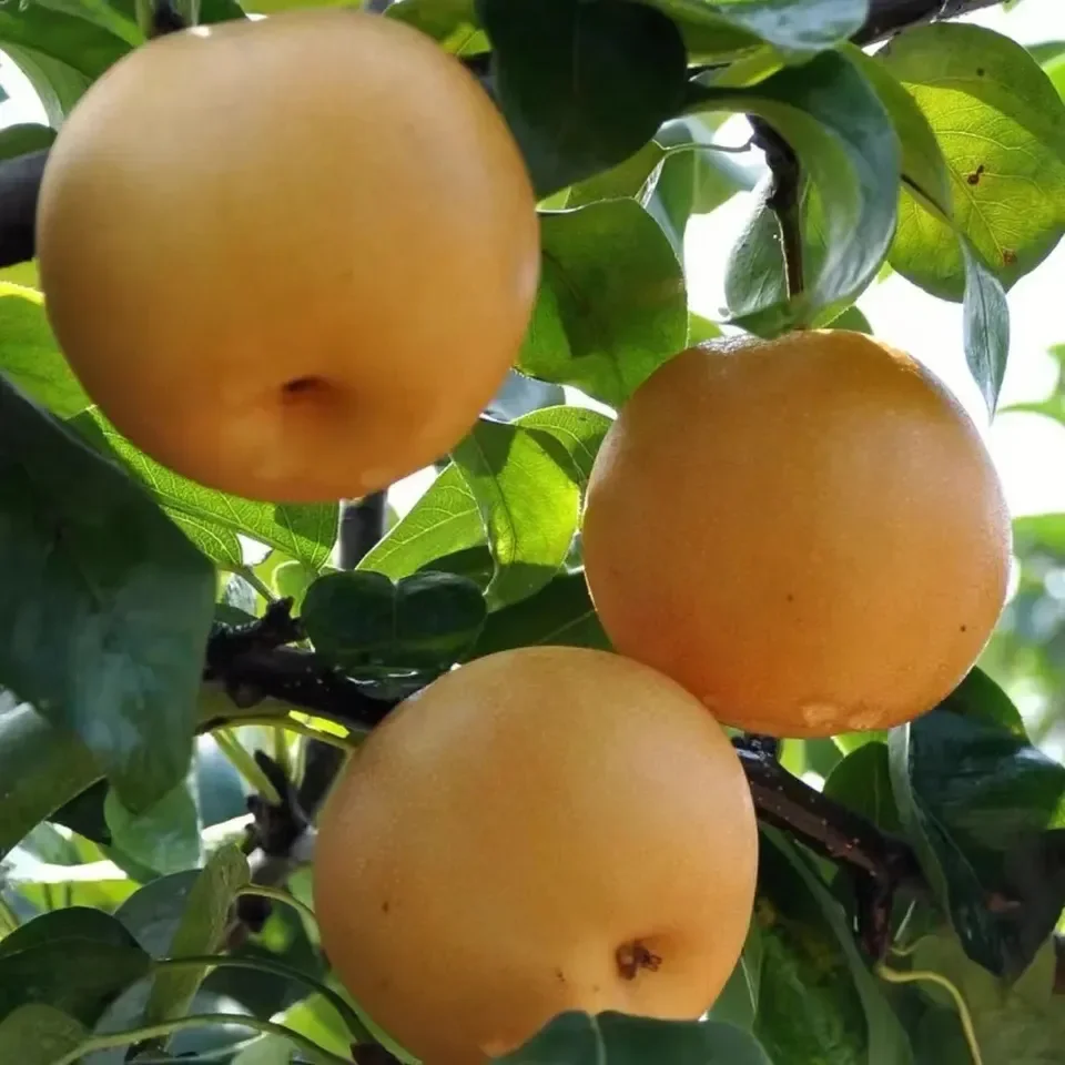 Farm Direct Sales Fresh Fruit Fengshui Pear Golden Yuahuang Pears