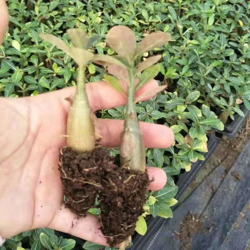  hot selling seeds Adenium Obesum desert rose flowers seed for