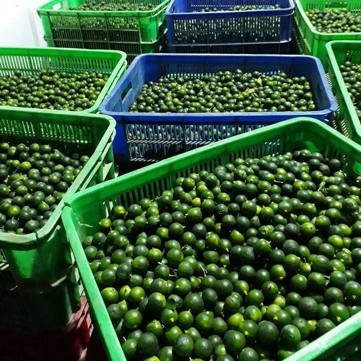 Exporting 2022 High  Grade  Fresh Green Seedless Lime and Green Sour Lime Fresh Citrus Fruit Origin  with Packing Box
