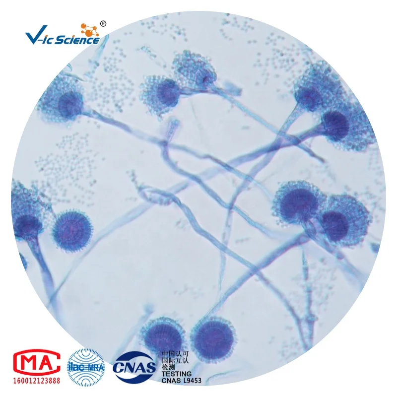 
100 PCS Set biological microscope microslide hard bone prepared slides 