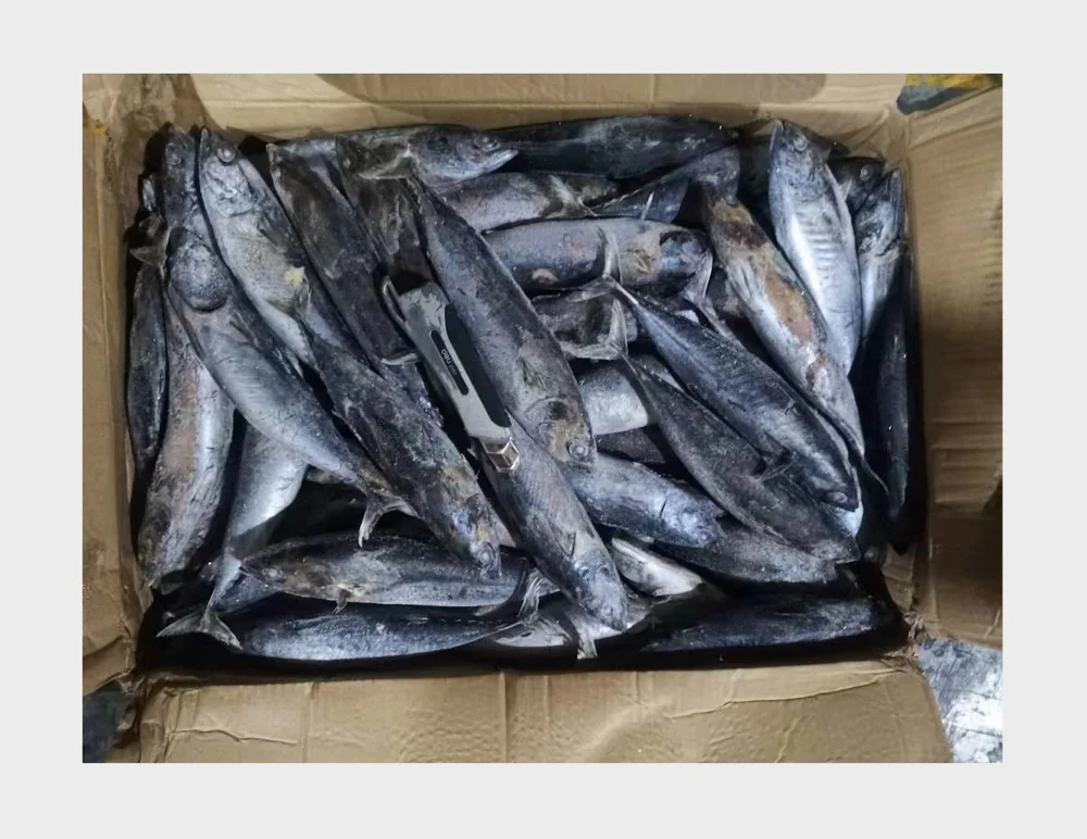 Frozen Tiny Tuna Whole Round Auxis Rochei Bullet Tuna 100-200g Bonito For Sale