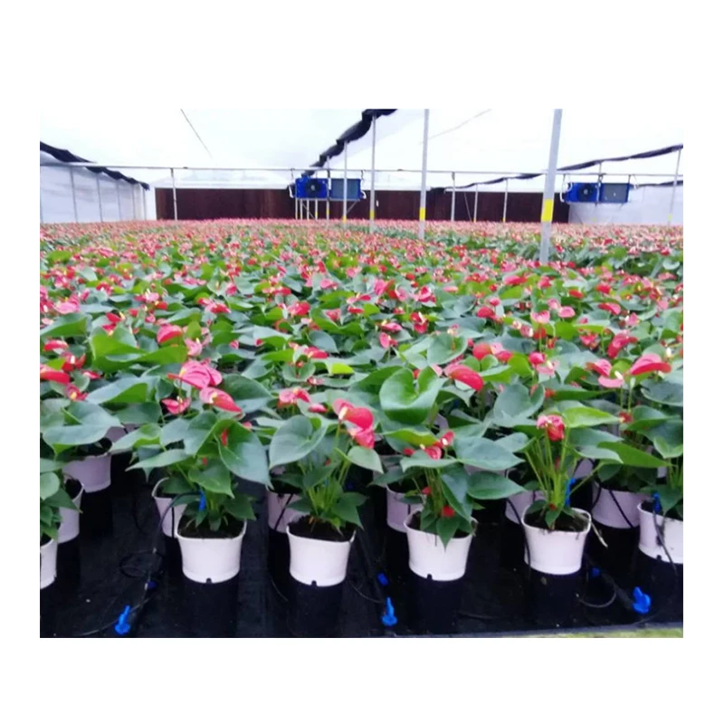 Wholesale Garden Arrow Irrigation Arrow Dripper Set Drip Irrigation 8 Litre Arrows For Farm