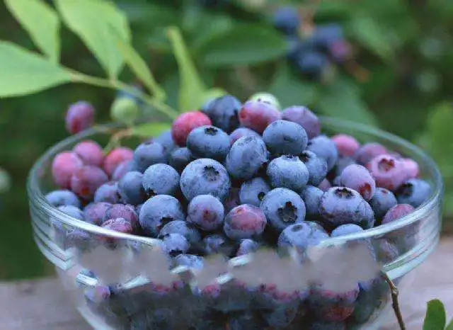 EU standards anthocyanin extract Blueberry Extract in bulk price
