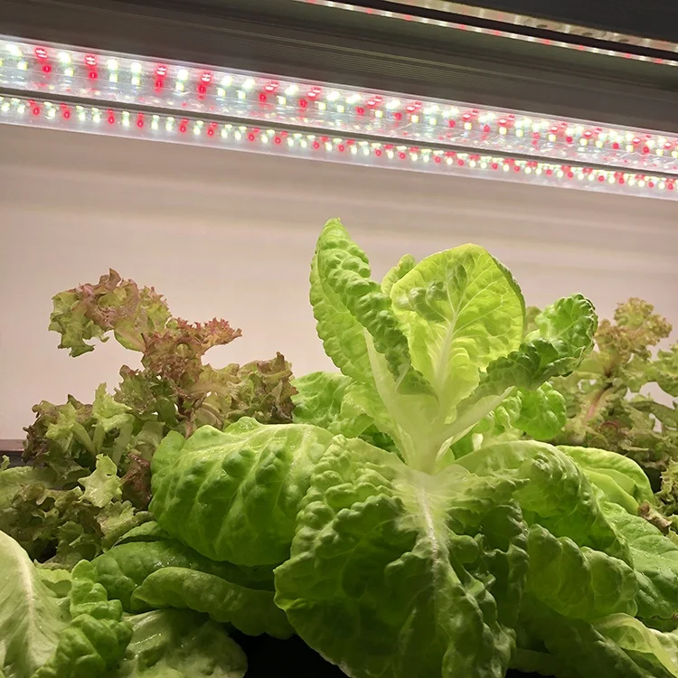 t8 led grow lights tube 660nm red 440nm blue for hydroponic indoor plants