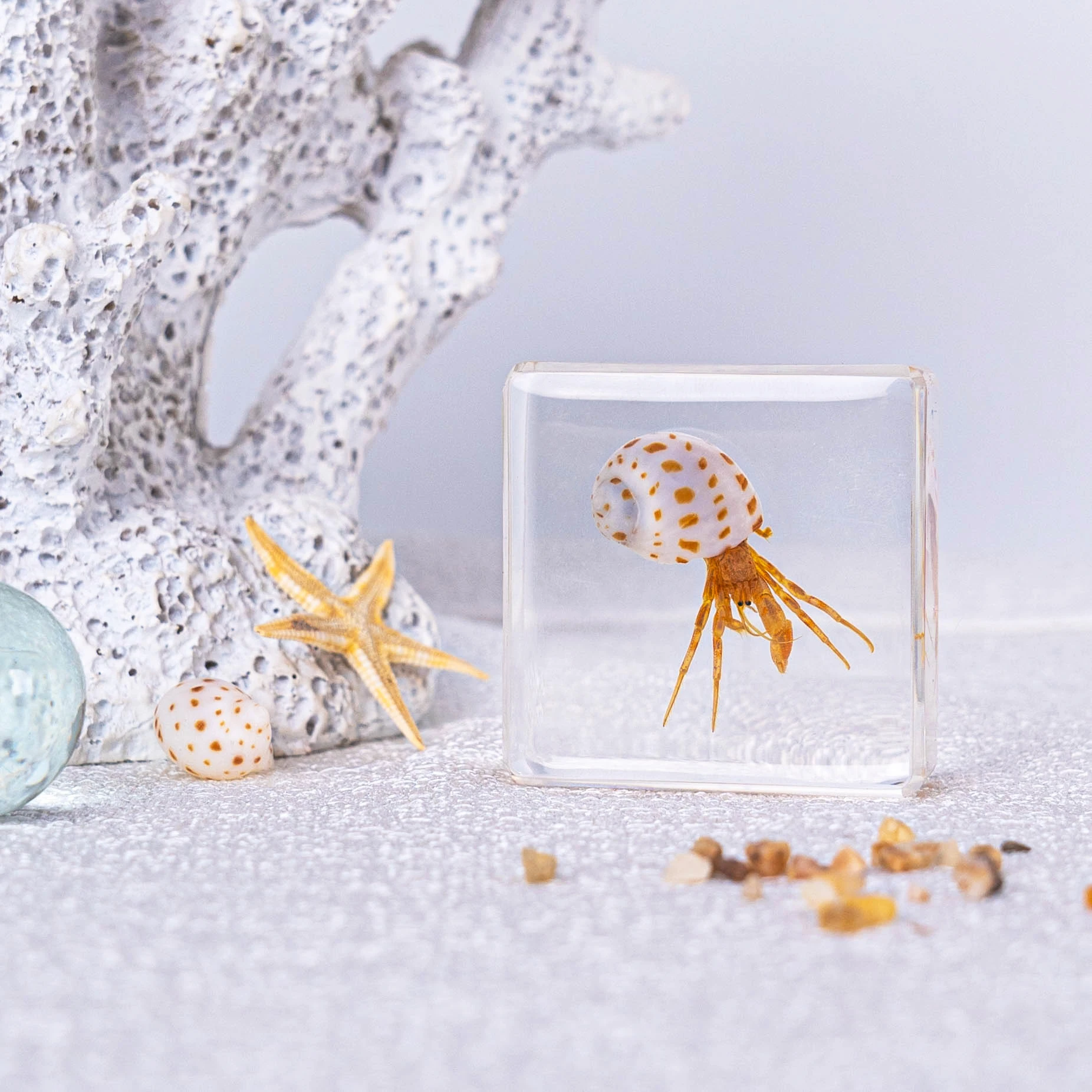 Real Animal  Creative Oddities Curious Novelty Gift Crab Hermit Crab Conch Resin Specimen for Festival or Promotion Gift