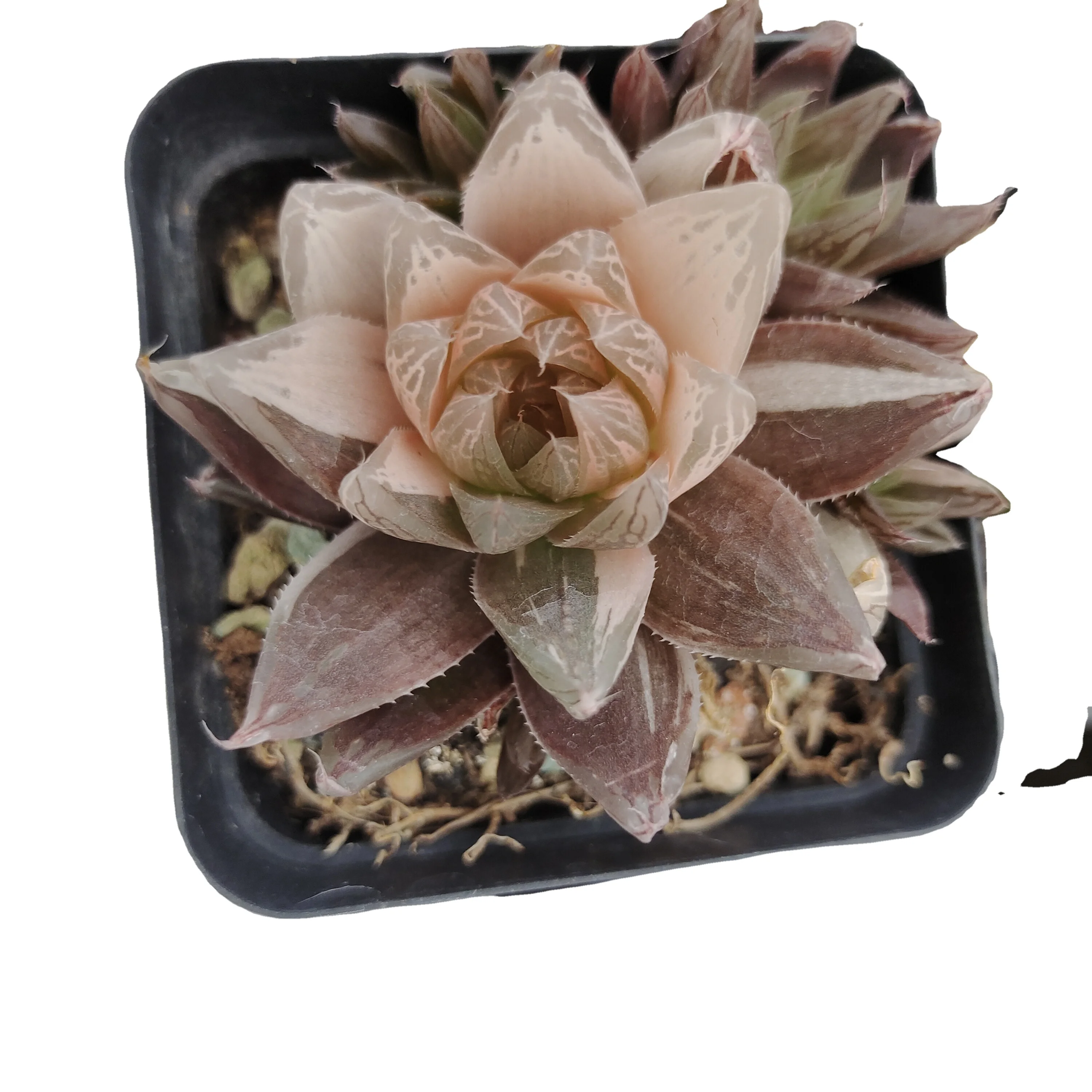 Wholesale of succulent plants Indoor ornamental plants  Haworthia