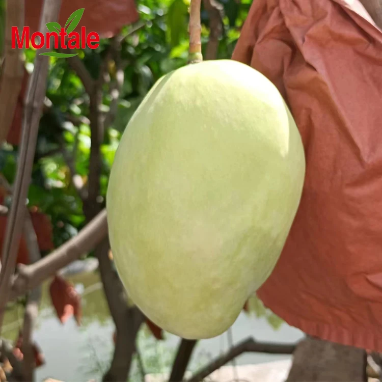 Good Price Fresh Fruit Mango high quality mango