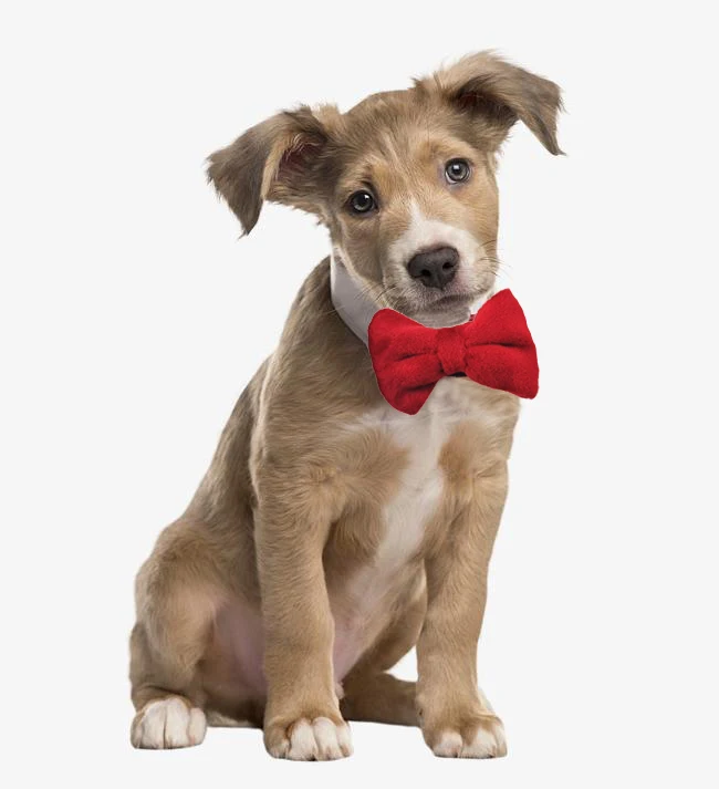 Pet Apparel and Accessories Bow Tie and Tie for Dog Collar Adorn Manufacture