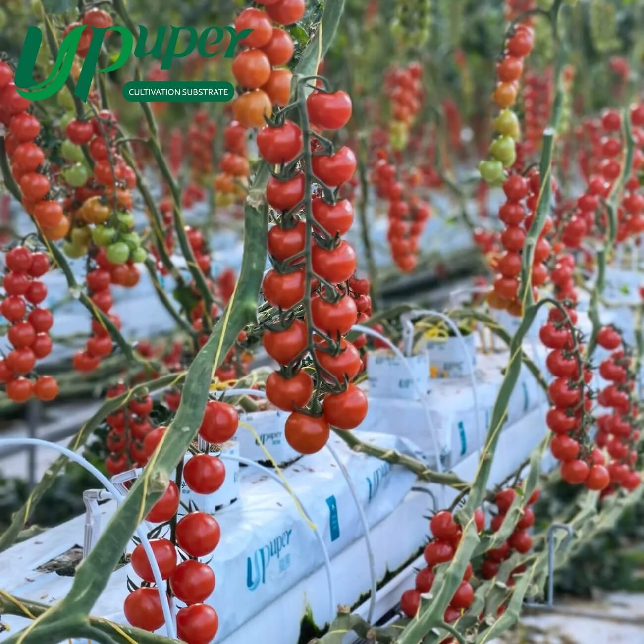 UPuper 40x8x3 inch agricultural greenhouses hydroponics tomato growing rock wool cultivation bags