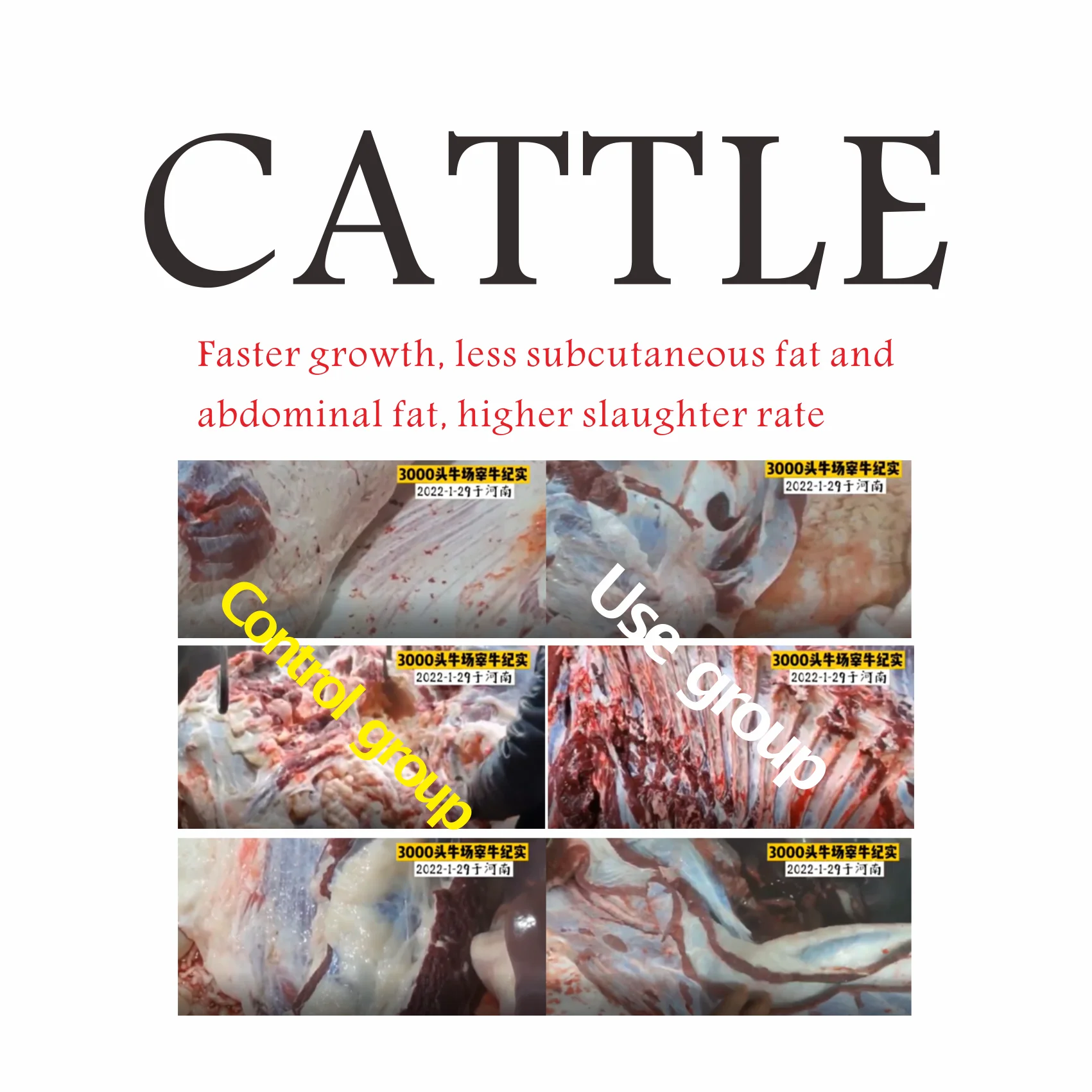 Creasource synergistic guanidinoacetic acid cattle Simmental feed additives for reducing subcutaneous  abdominal fat deposition