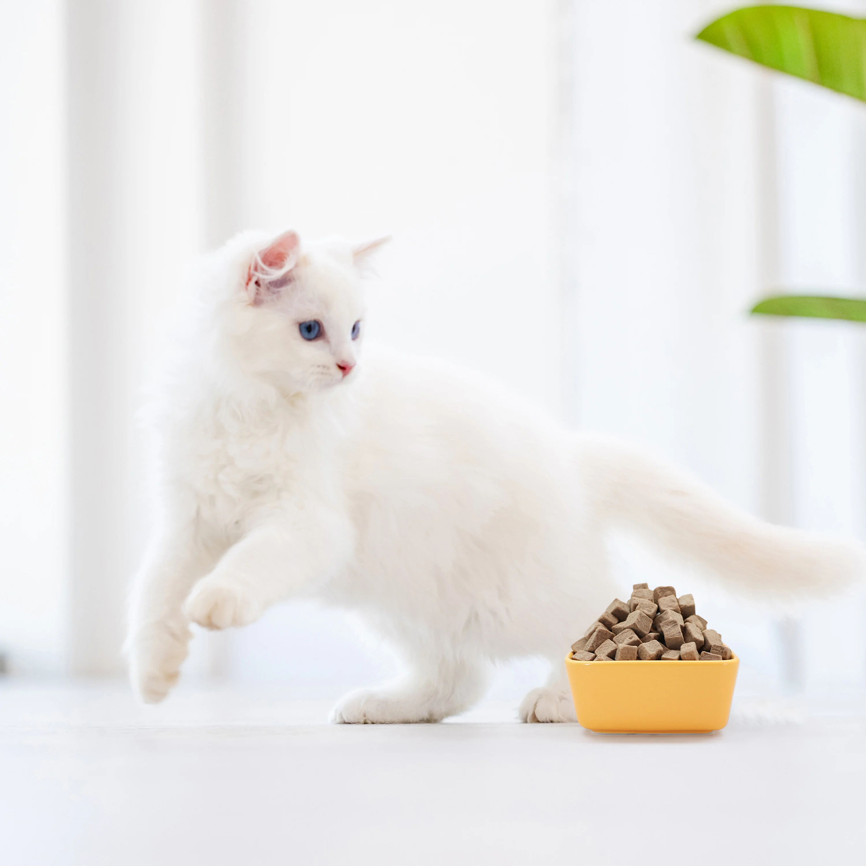 Ranova OEM freeze dried dog snacks Lamb mixed Fish food manufacture vitality dog food for cat feeds