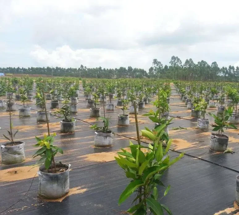 PP polypropylene spunbond non woven fabric rolls for gardening and farm-oriented film