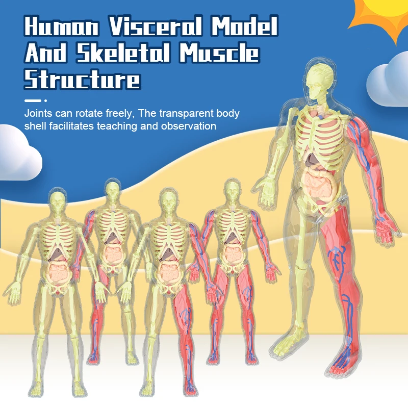 32cm Human Skeleton with muscle and Blood Vessels,artificial anatomical medical skeleton
