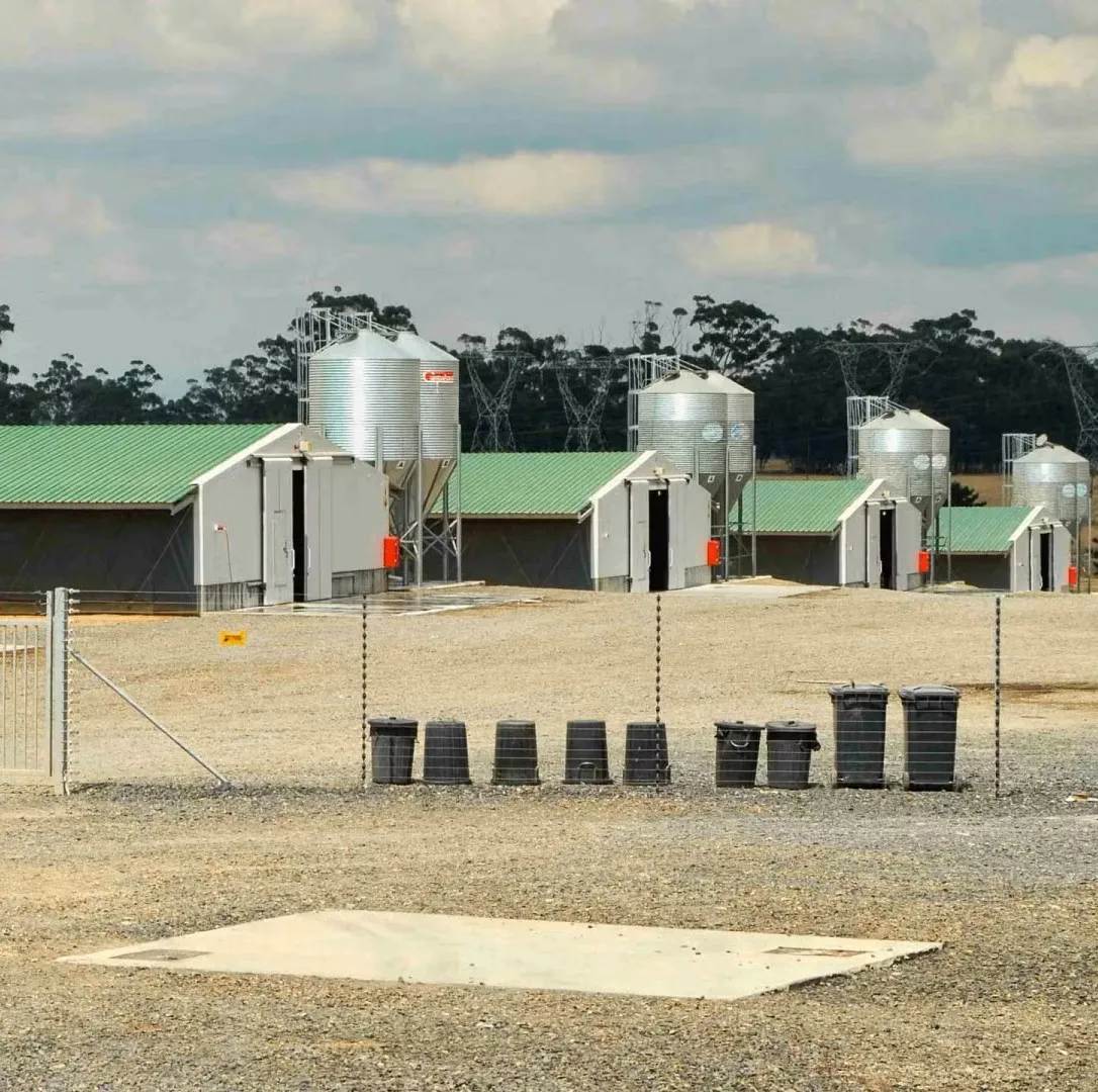 Industrial-Style Steel Chicken House for 1000 Chickens Pasture Poultry Farm Design for Warehouse Use