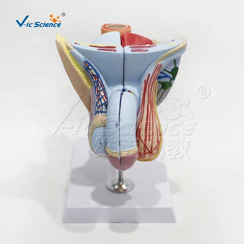 Male reproductive organ structure model with base anatomical model of human body medical model anatomical teaching