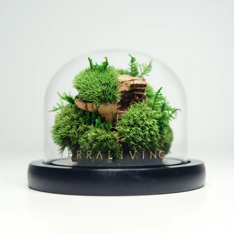 Creative Natural Decor With Art Design Preserved Reindeer Moss With Preserved Flower In Glass For Moss Decoration