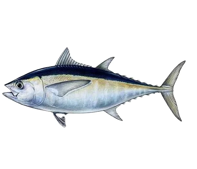 
Good price High quality Seafrozen blackfin tuna 