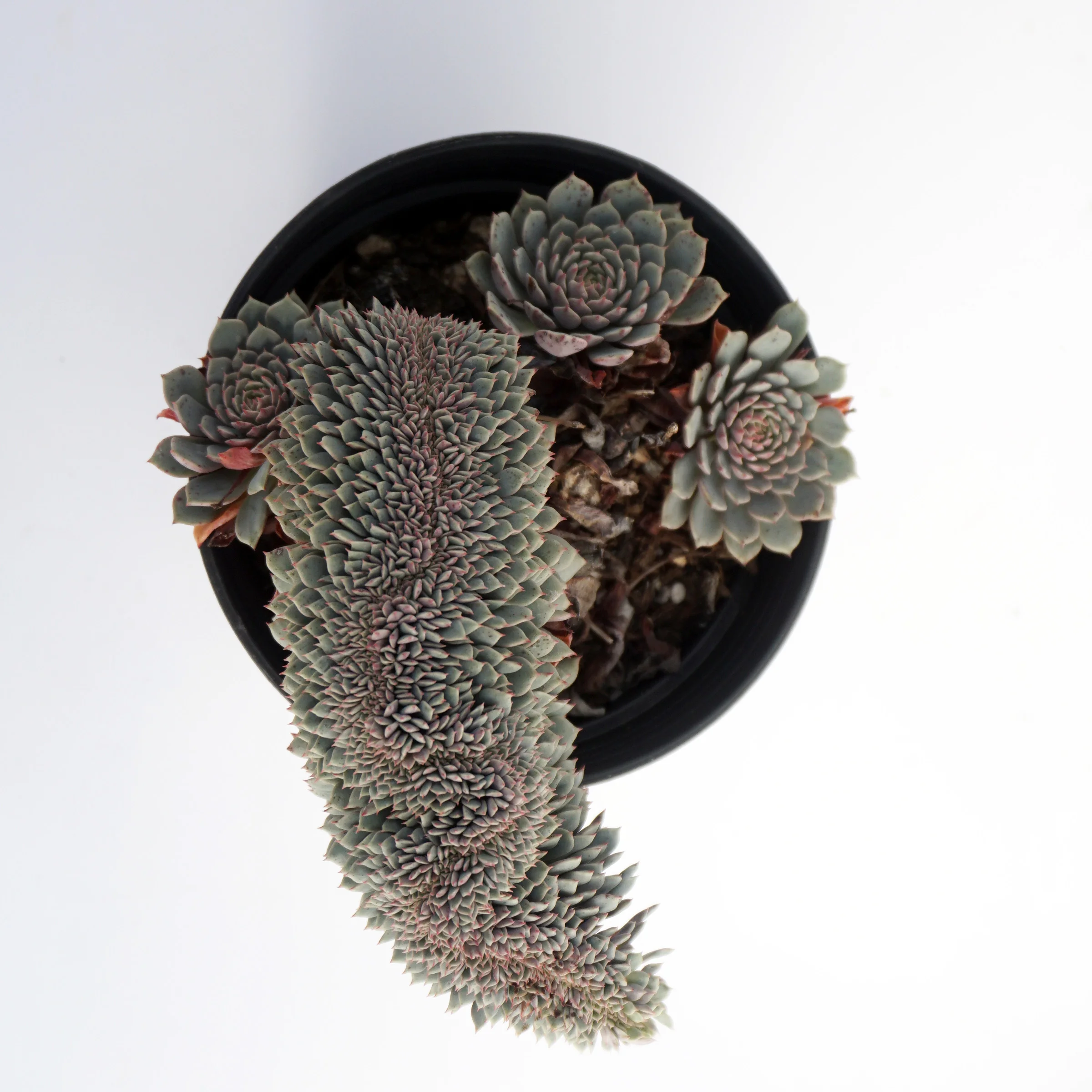 factory direct supply of natural plant ingredients suculentas ornamental echeveria variegated succulent plant