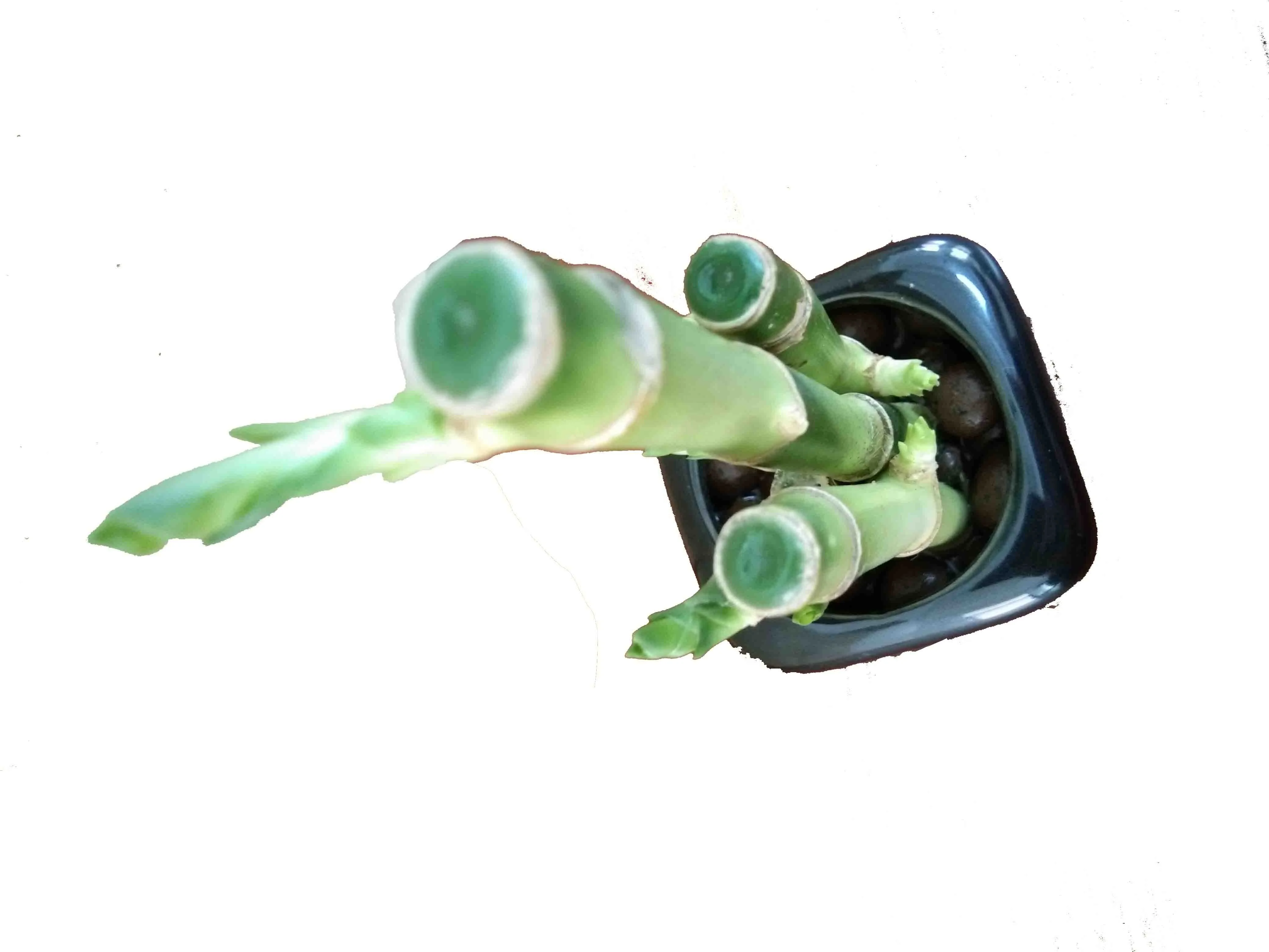 Green lucky bamboo plant 5 in 1 ornamental plantswith good quality Zhanjiang