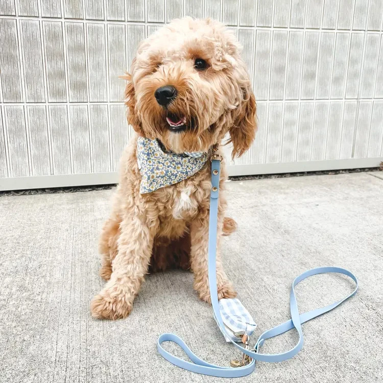 Luxury Custom Training Leash Pvc Dog Leash Set To Tie To The Waist Buckle Metal Hands Free Dog Leash