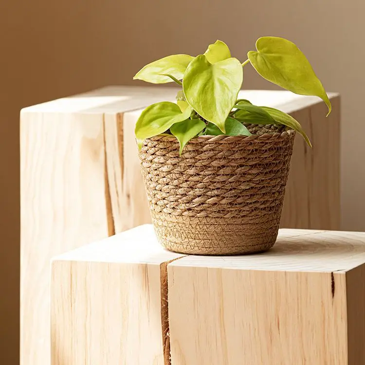 Seagrass mini planting pots flower pots