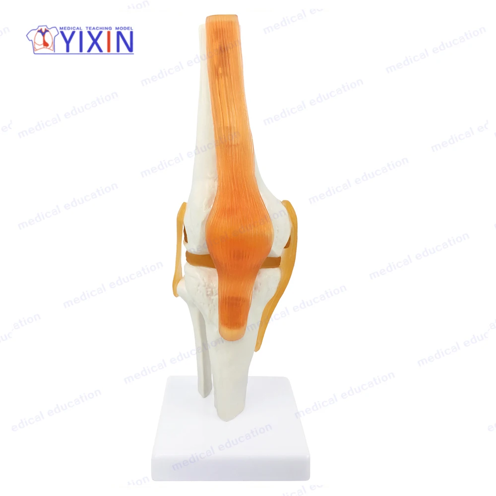 
Human Knee Joint Skeleton Model with Ligament Function Model for Medical Learning 