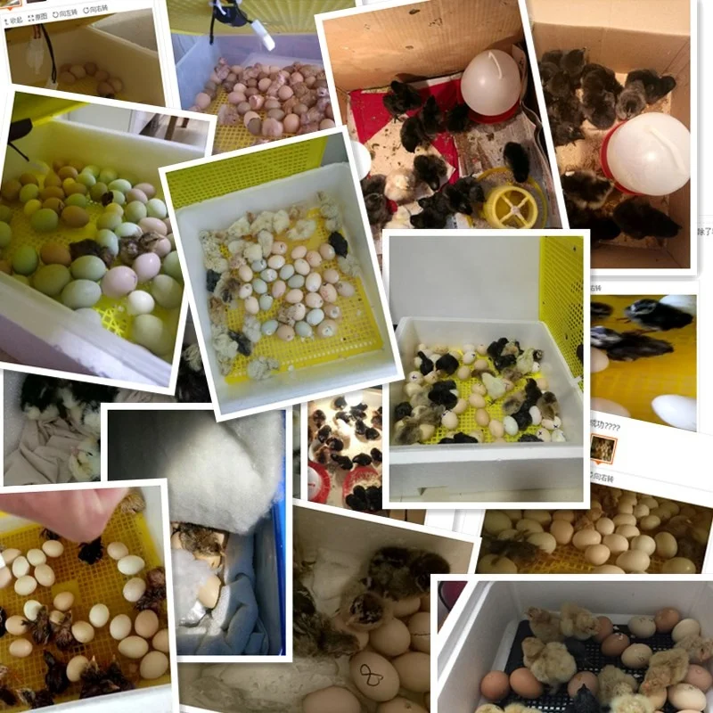 Mini Automatic Egg Incubator 112 Eggs Incubator 12 Volt Battery Egg Hatching Machine Price