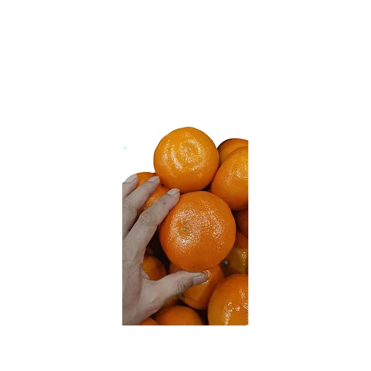 
Wholesale Frozen Fresh Citrus Fruit Fresh Mandarin Valencia Sweet Oranges 