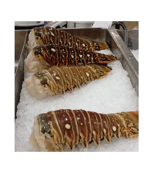 Wholesale High Quality Seafood Fresh Water Cooked Whole Frozen  Frozen Spiny Lobster Tails Sale in Bulk