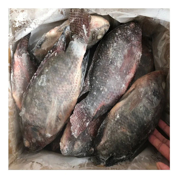 whole round frozen seafood tilapia fresh fish