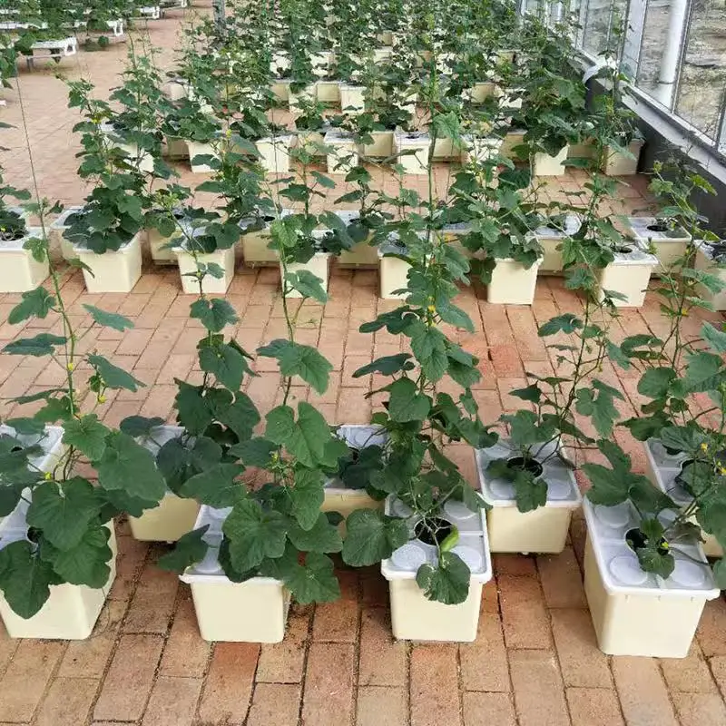 Dutch Bucket Hydroponic System Complete Bato Buckets System