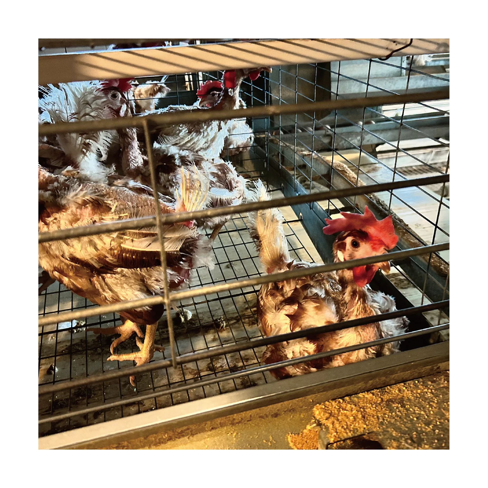 Курятник для кур-несушек ферма продажи