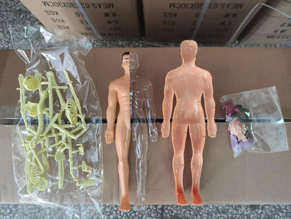 STEM Toy human torso teaching model human body skeleton organs human assembly kit