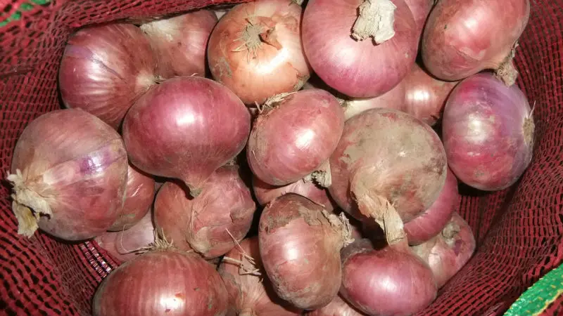 Red Onion Style GLOBAL GAP Weight Origin Type Shape Product Fresh Place Model HACCP Round Maturity Cultivation Common Peeled