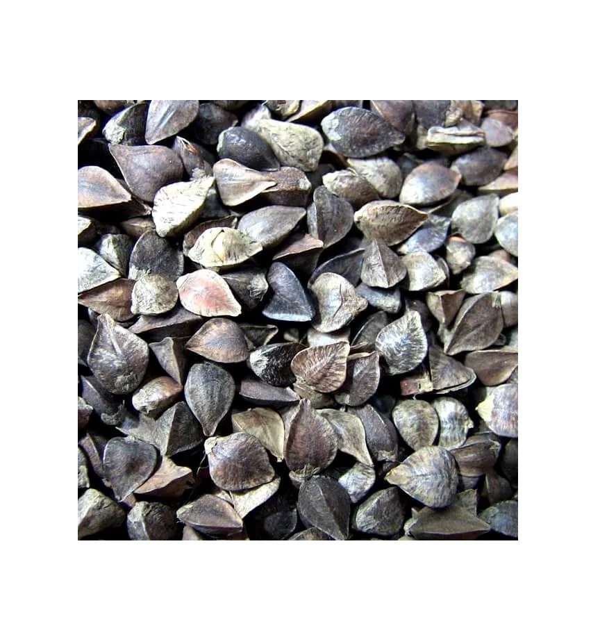 
High Quality Hot Seller Ukraine Original raw organic buckwheat 