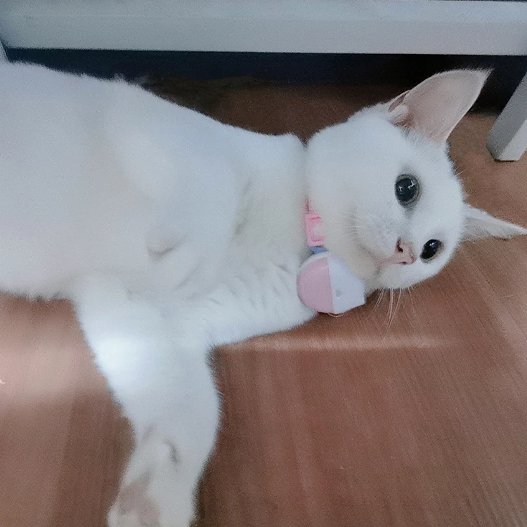 Dog Anti Lost Collar Real Time Historical Route Tracker Pet GPS Tracking Locator