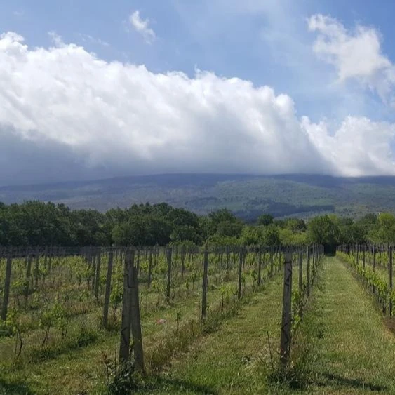 
Дегустация вина Etna, полудневная экскурсия 