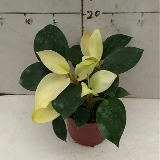 LIVE PLANT  Alpha  YELLOW CONGO Nursery live plants home office garden decoration  plant for sale   Philodendron