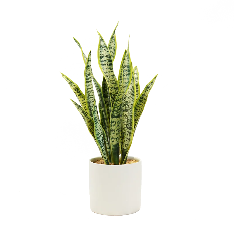 Sales Indoor Potted Decoration Small Green Plants Big Leaves Artificial Phnom Penh Tiger Orchid