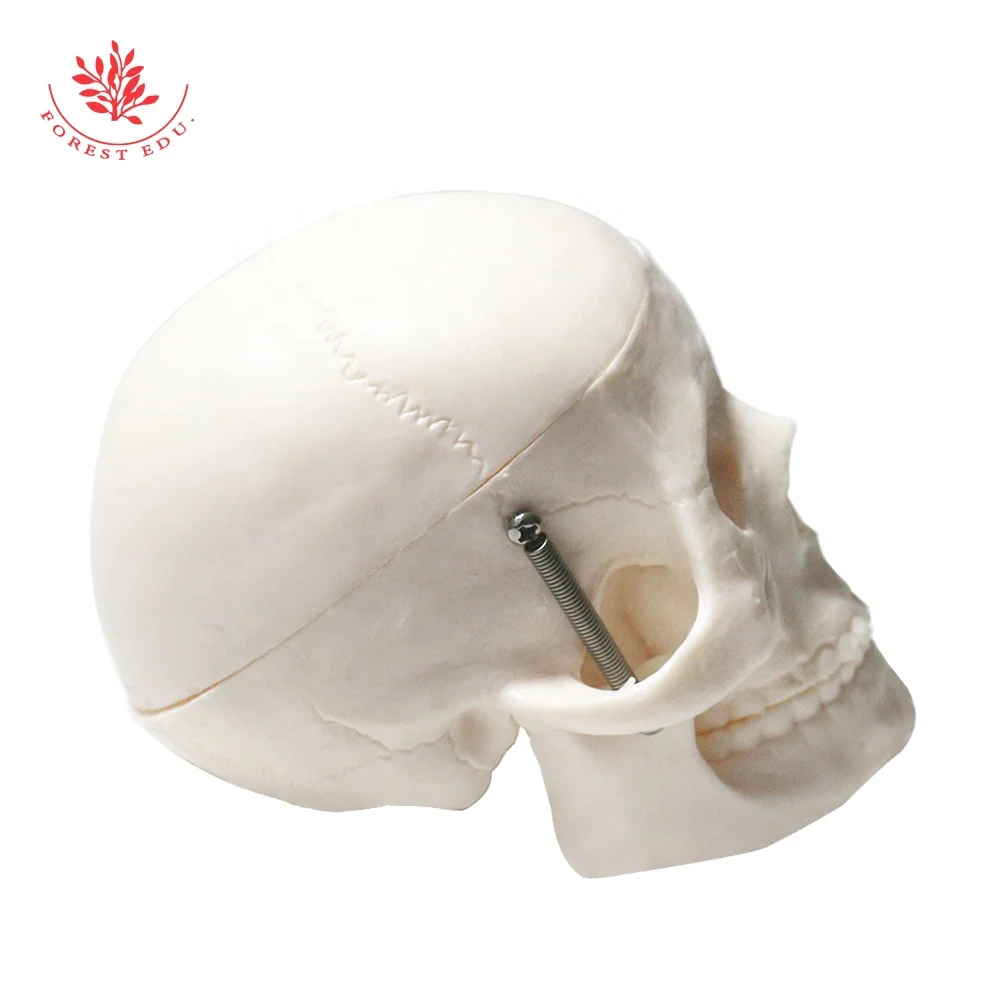 Mini Human Skull Bone Model Medical Science Anatomical Head Bone Medical Skeleton Model