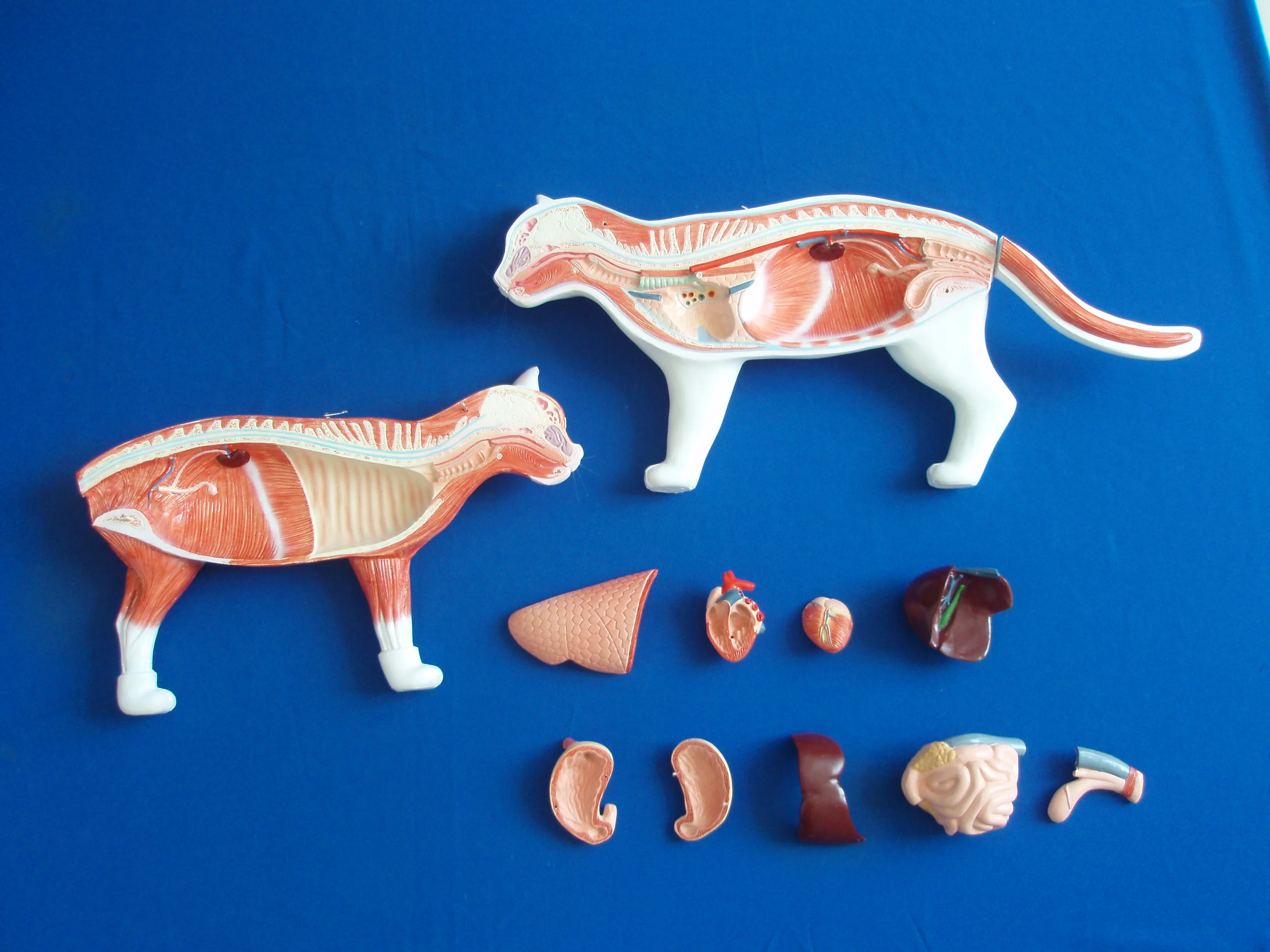 Cat anatomical model animal husbandry and veterinary anatomy models