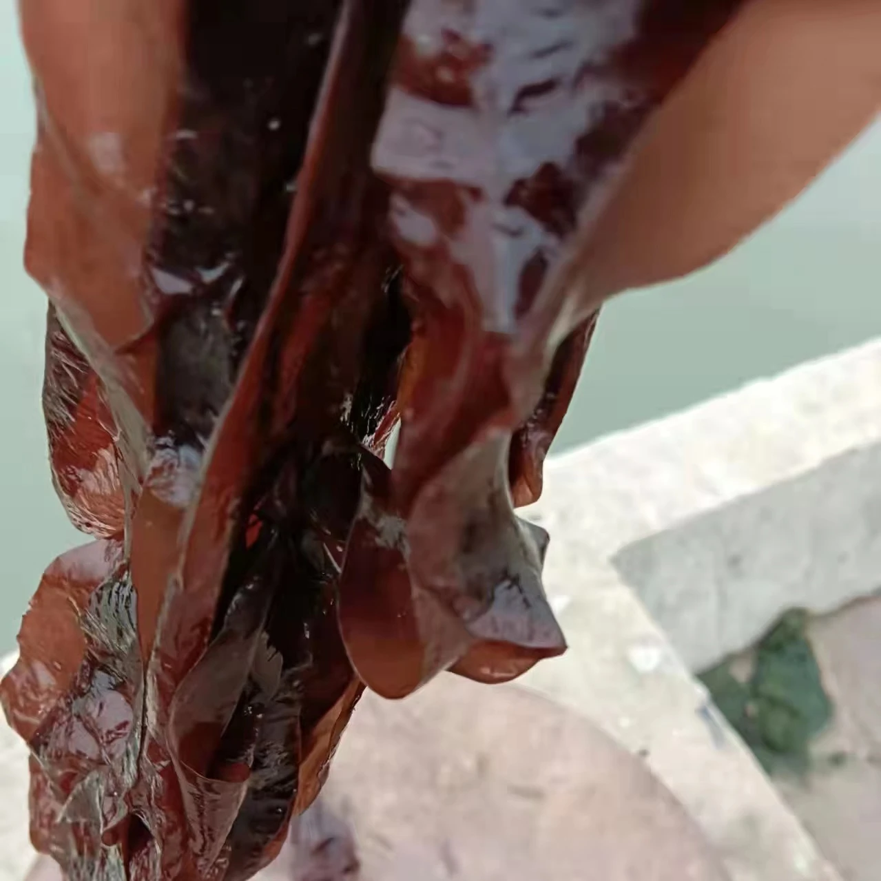 Red seaweed/ Palmaria palmata/ dried dulse